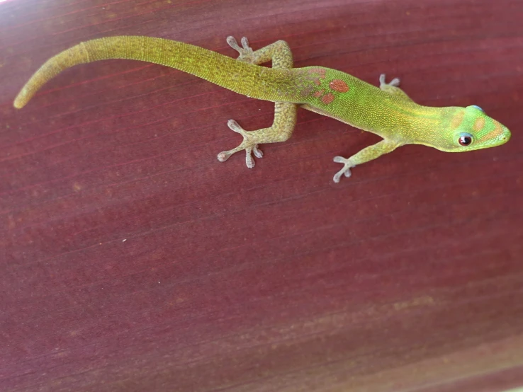 an adult lizard walking up the side of a wall