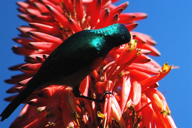 a green and blue bird sitting on a red flower