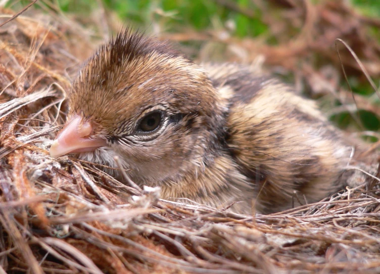 a baby bird sitting in some thick grass