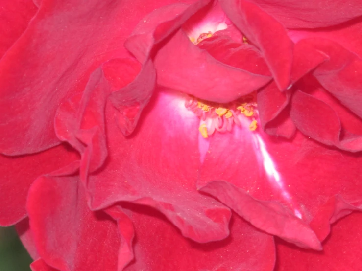 the center of a red flower with petals