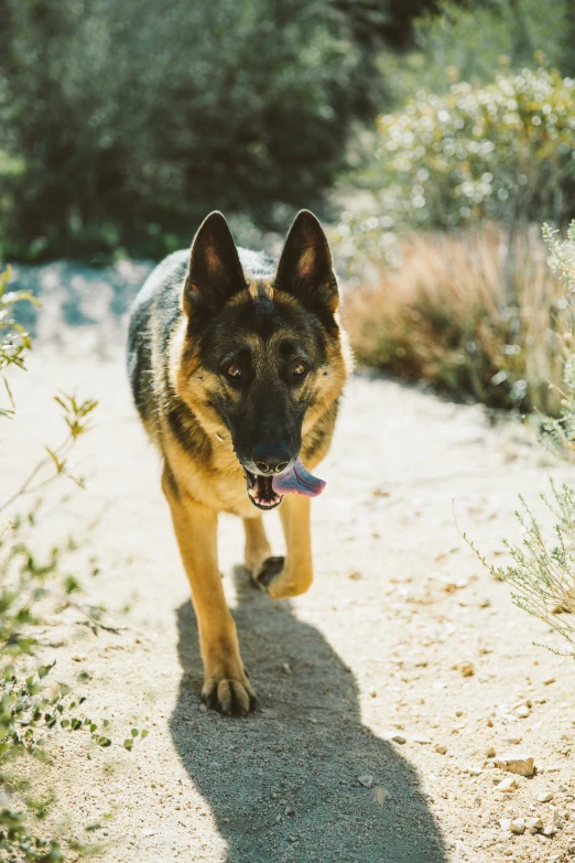 a dog that is standing on a dirt road