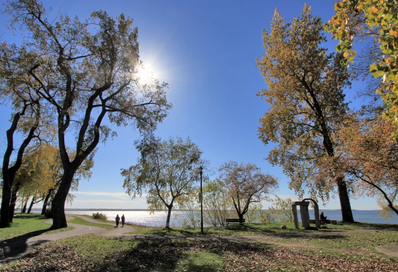 there are trees along the side of the water