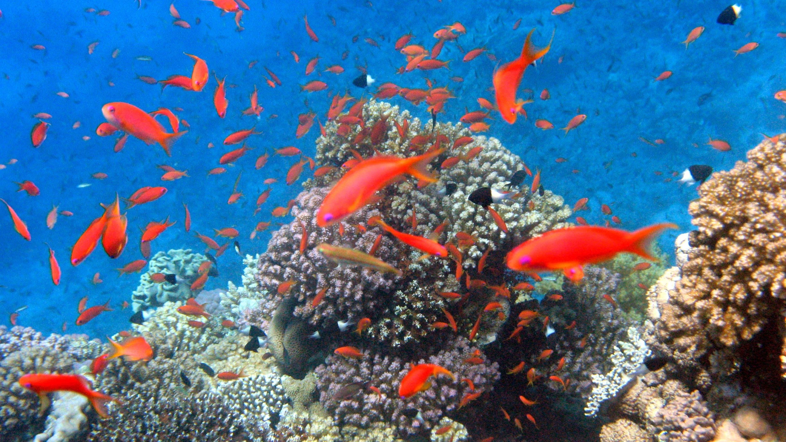 several fish swim by some corals on the ocean