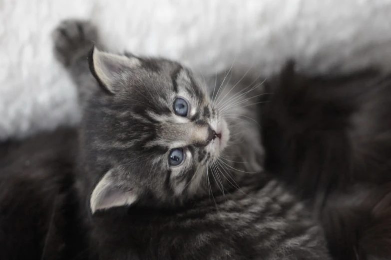 this is a close up po of a small gray and white kitten with blue eyes