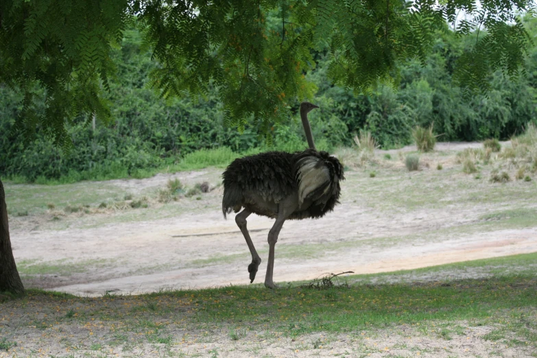 an ostrich stands under a tree in the grass