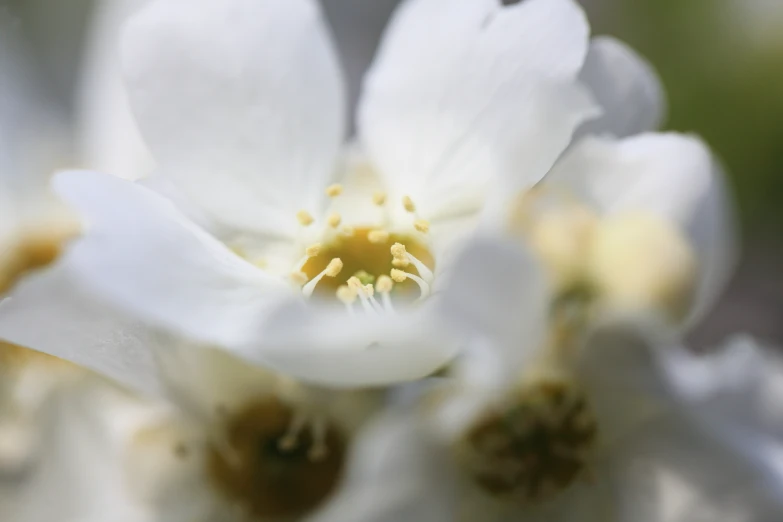 white flowers in close up view with focus on the center