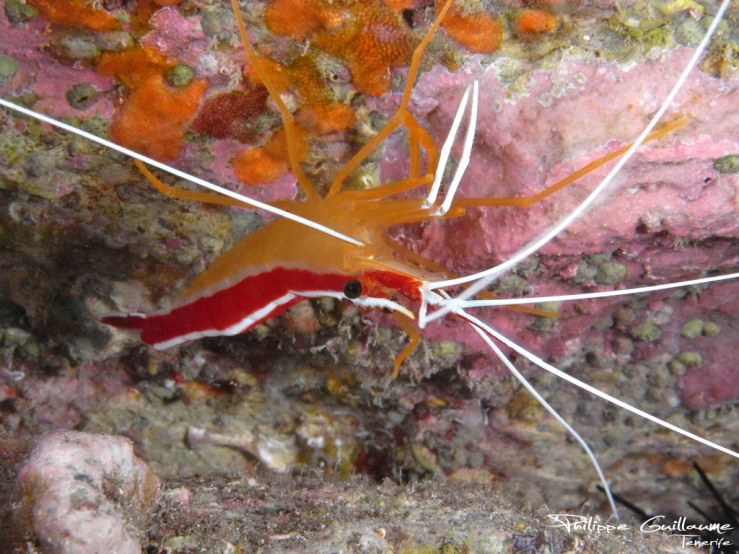 a close up of a small orange and red sea horse