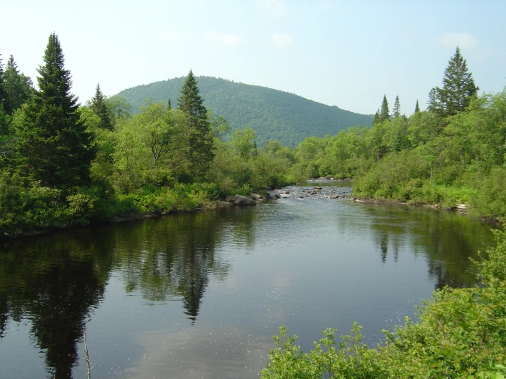 a river surrounded by a lush green forest