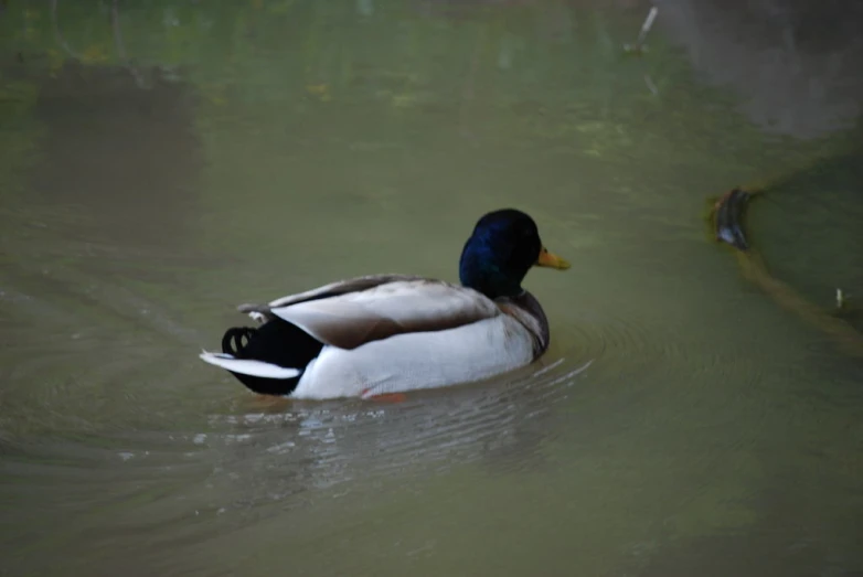 a mallard duck swims in a stream in the grass