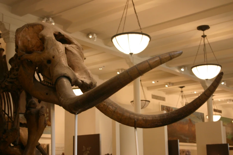 a mammoth skull and mammoth horns hanging from the ceiling