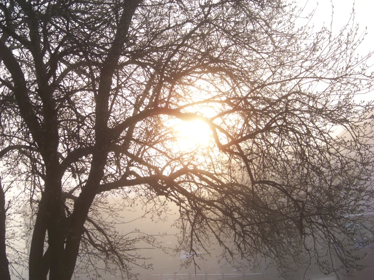 the sun peeks through fog and tree nches