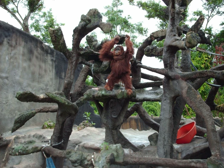 orangua hanging upside down from a tree