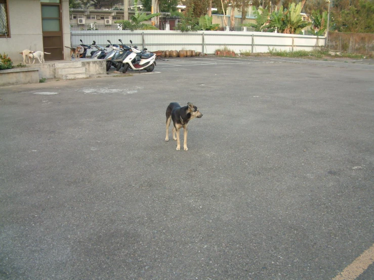 there is a black dog standing in the parking lot