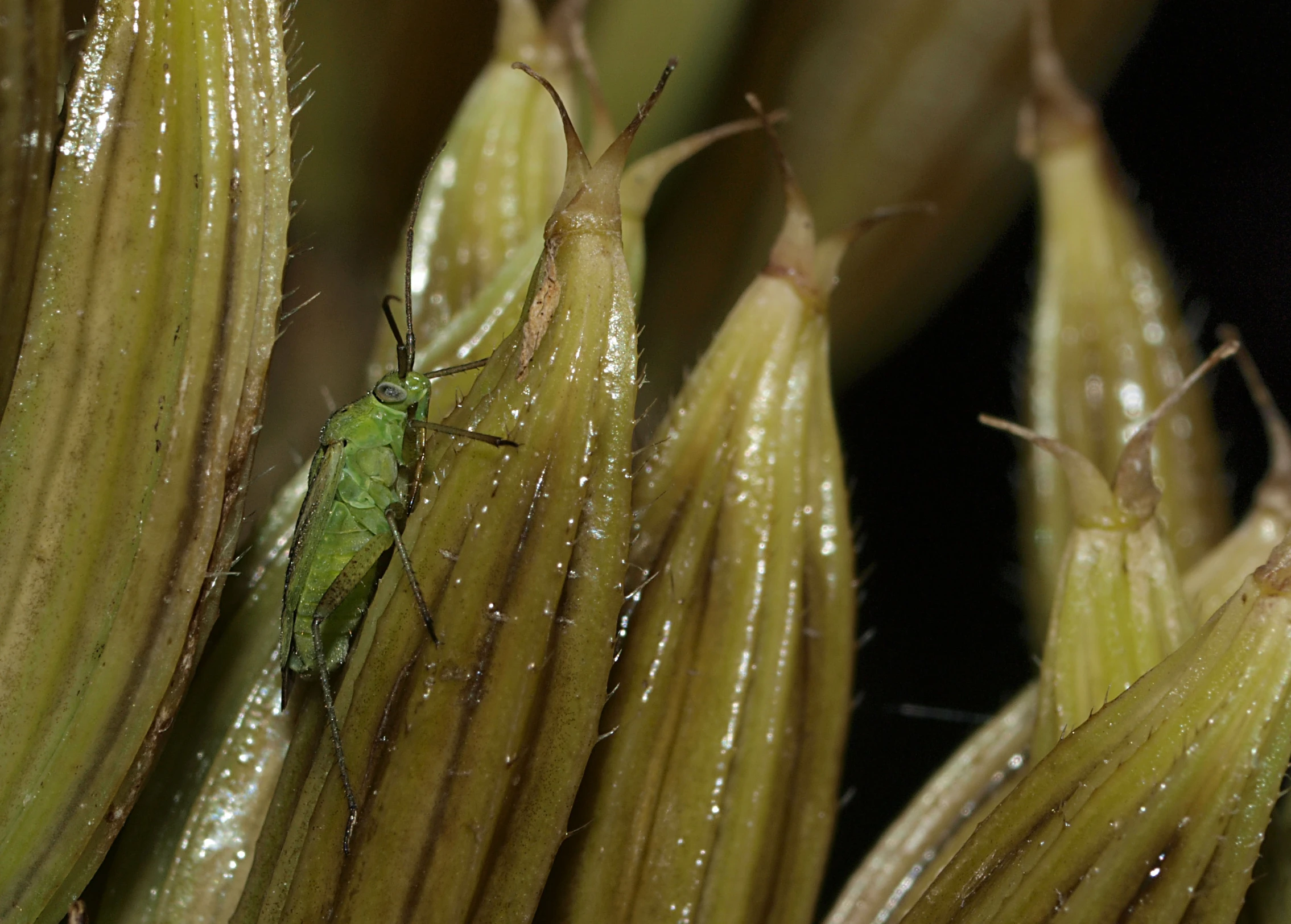 a close up of a plant with water drops