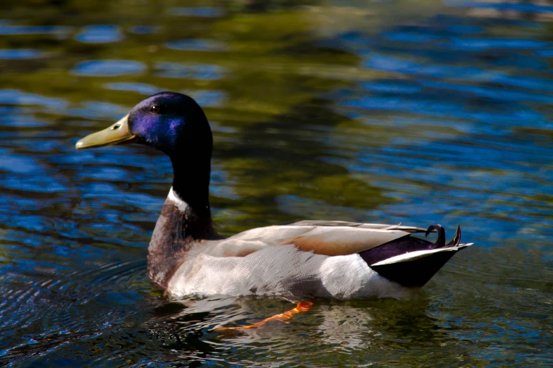 a duck with white patches swimming in a pond