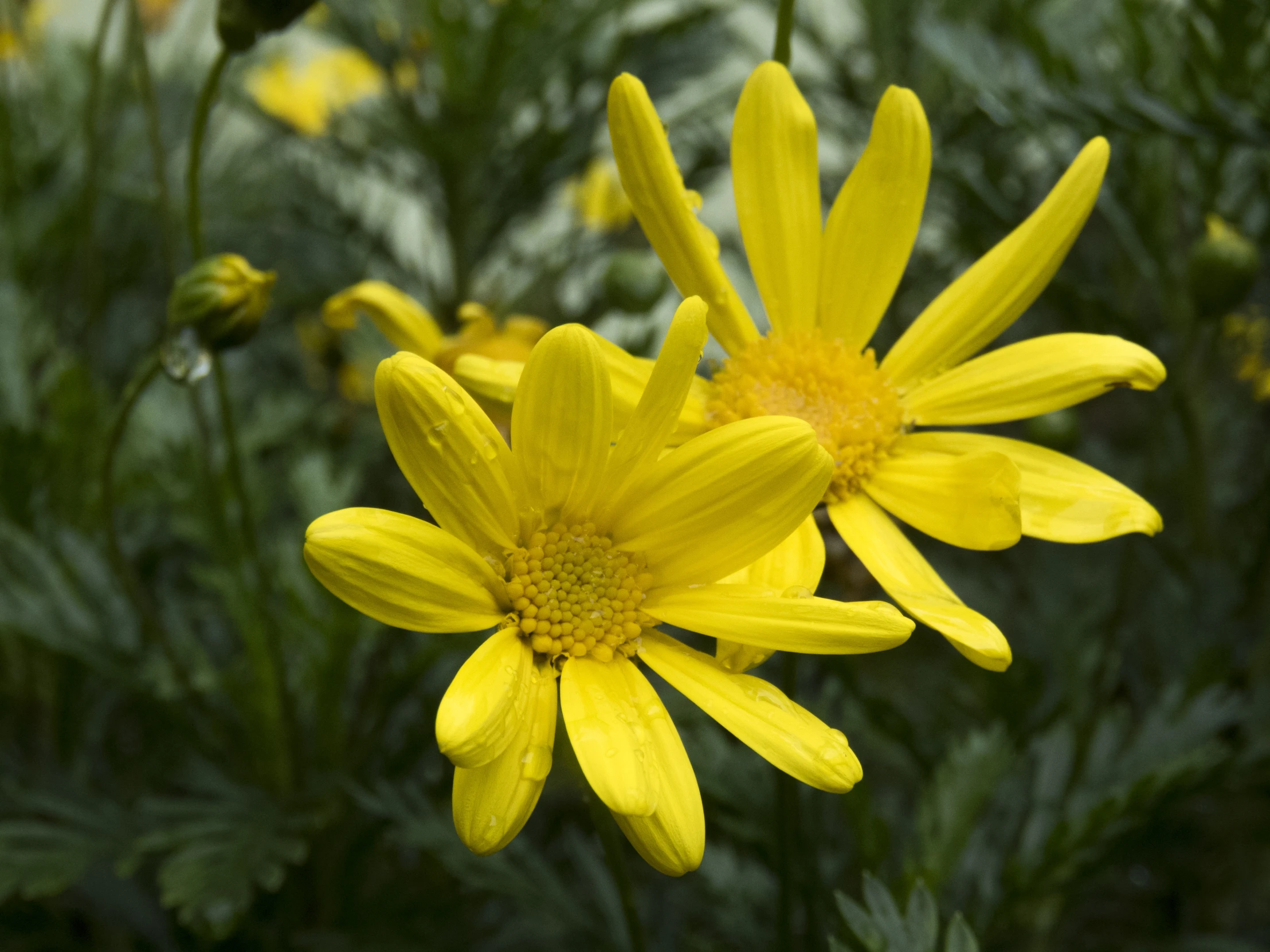 a closeup of a single daisy flower on some green plants