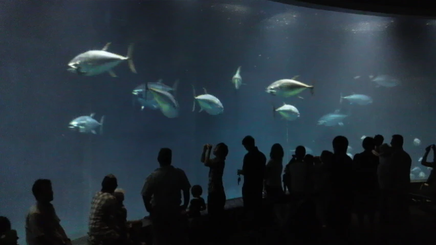 several people in front of a large aquarium window