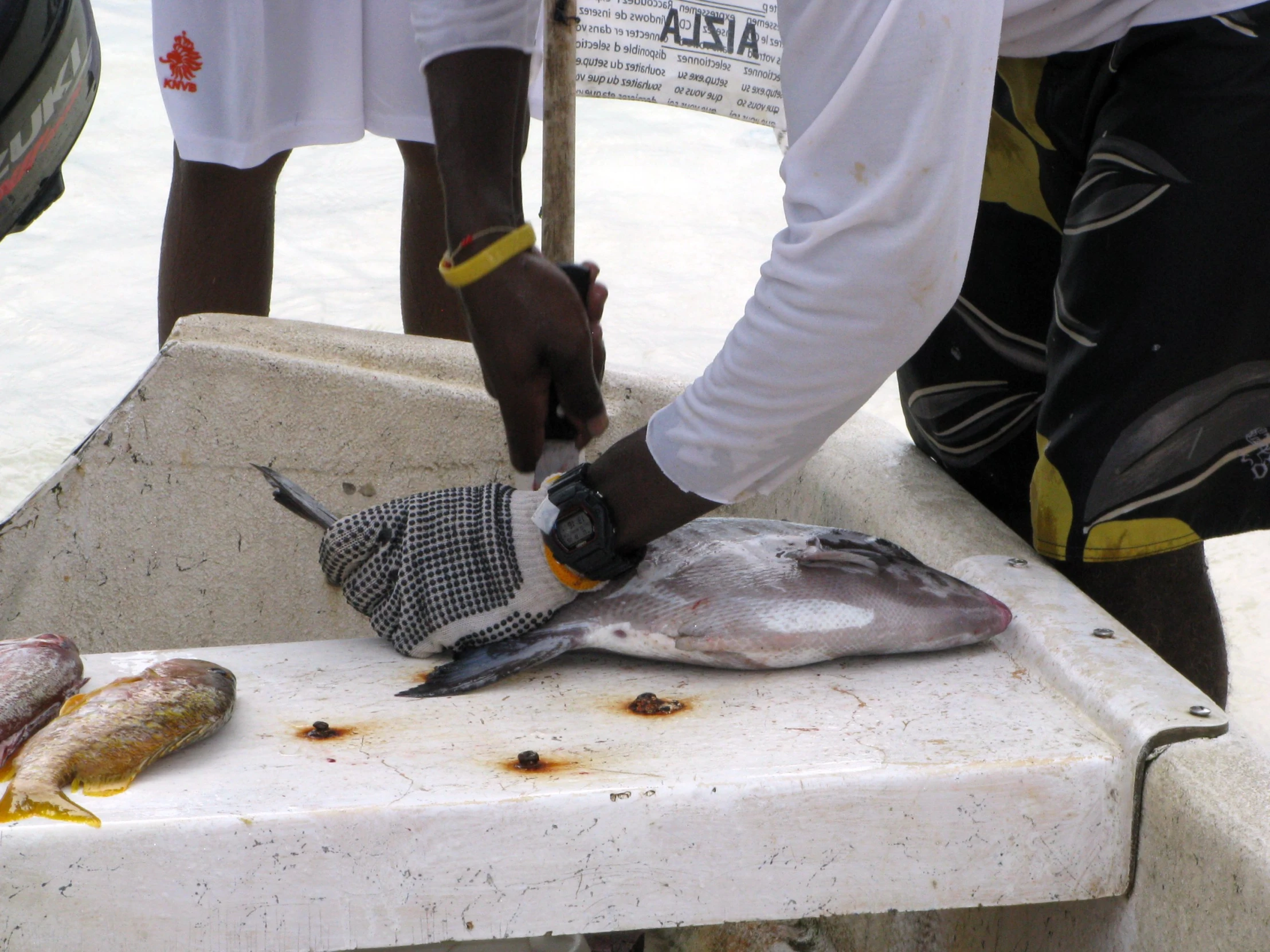 a close up of a person  up a fish