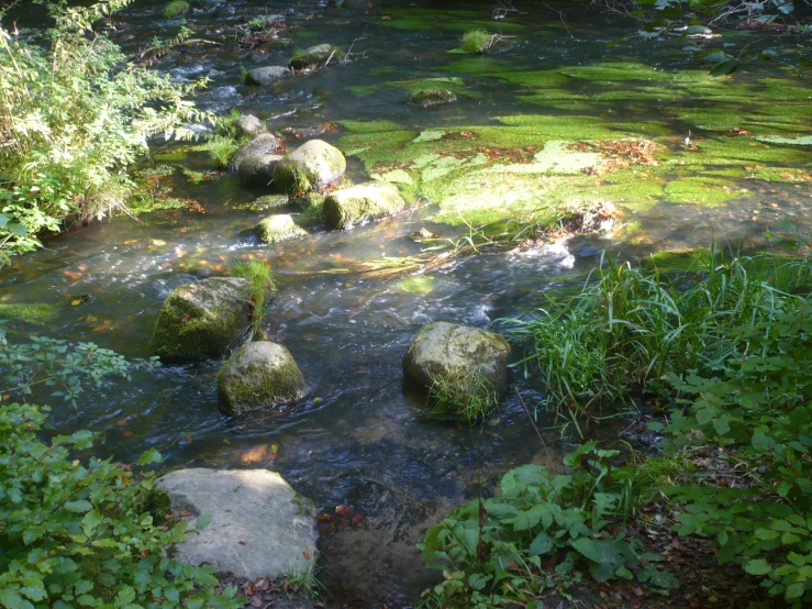 moss covered stones in a stream of water