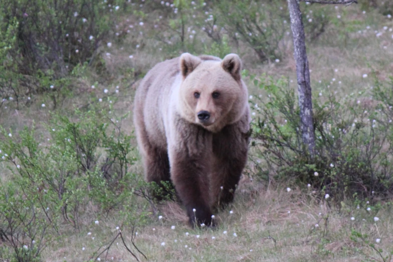 a bear is walking through the brush on the ground
