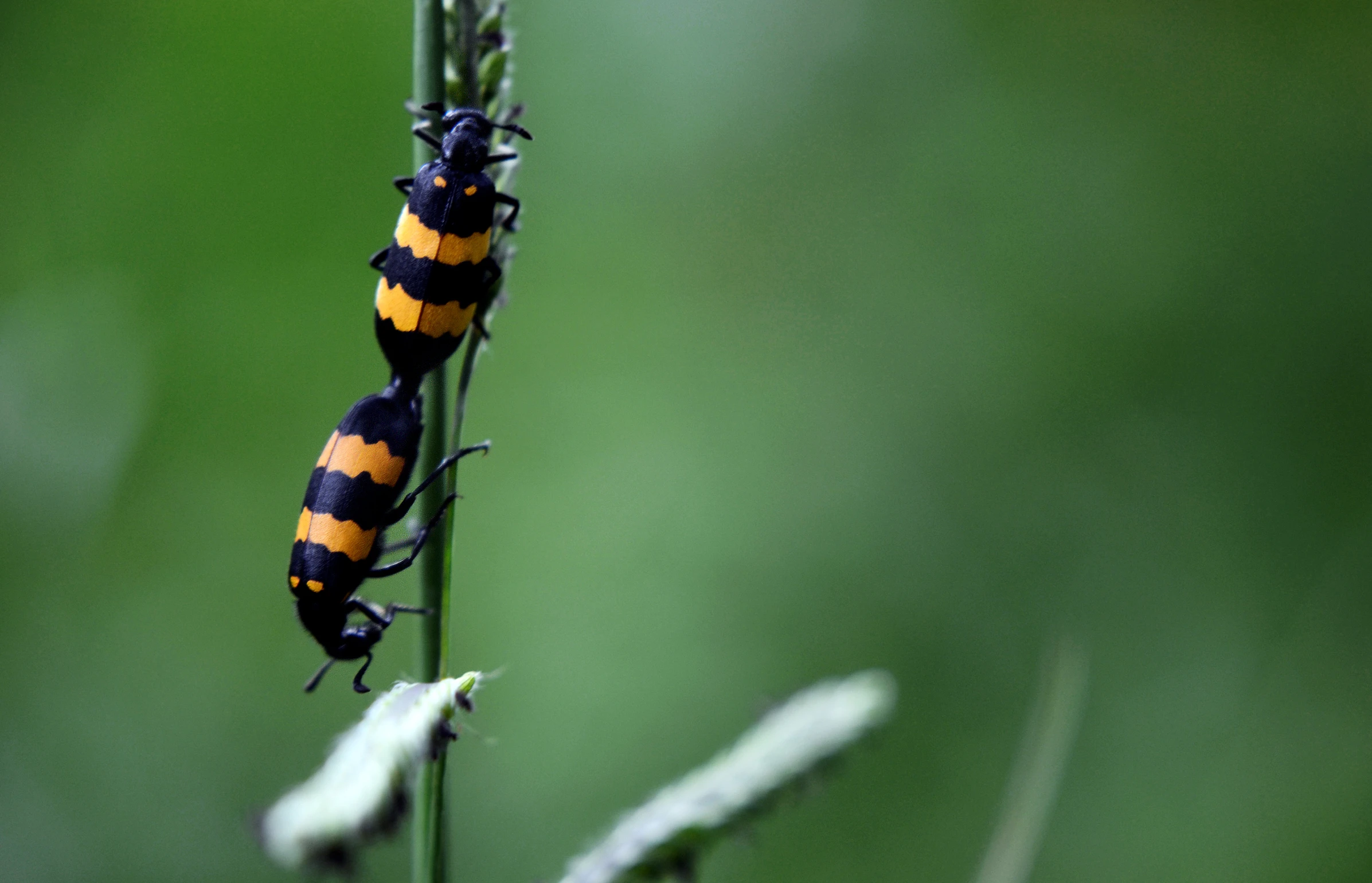 two small bugs standing on top of a plant