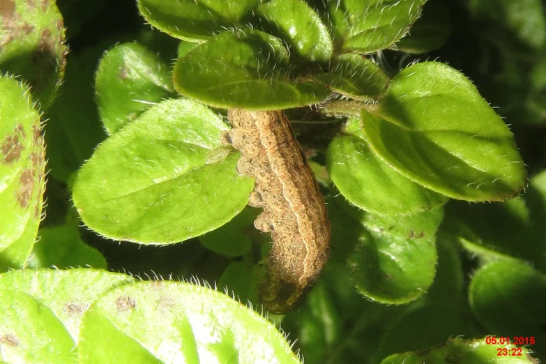 a brown lizard is on some green leaves