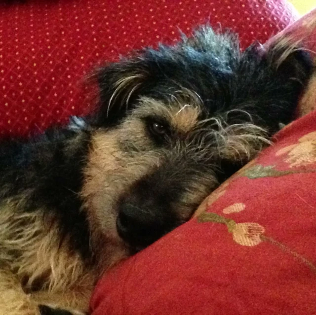 the black and tan dog is cuddling with a cushion