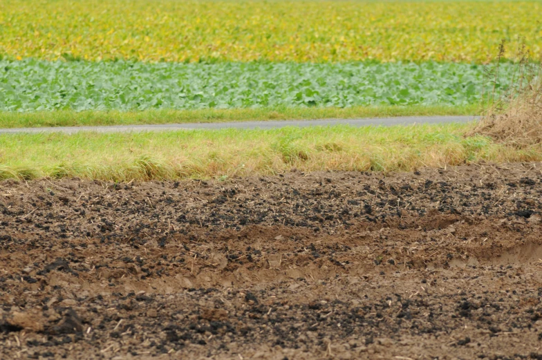 an open field with plants and dirt in the background