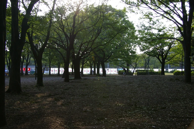 a group of trees near a grassy area