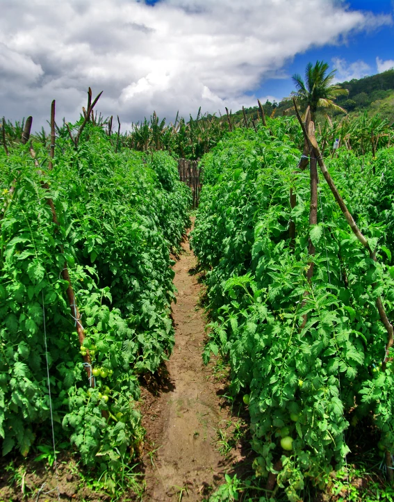 the view of a potato plant and dirt trail