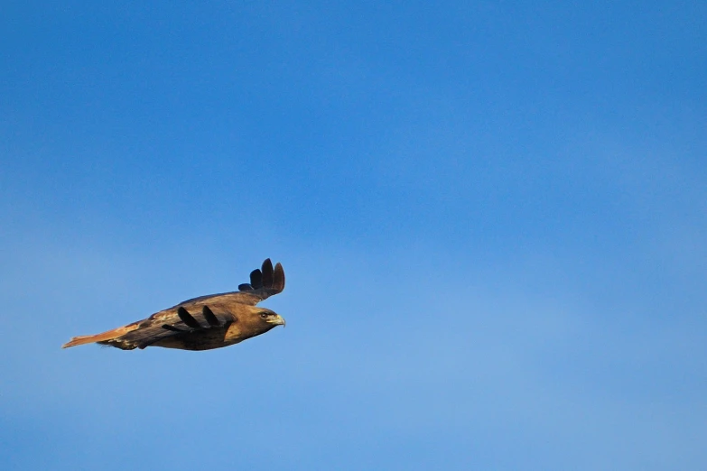 a bird of prey soaring across the air