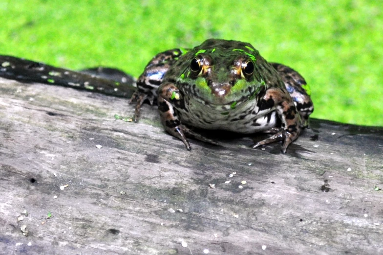 a small insect with lots of green wings on it's back