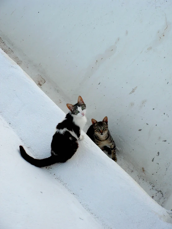 two cats sitting in snow one is black and white the other is tan