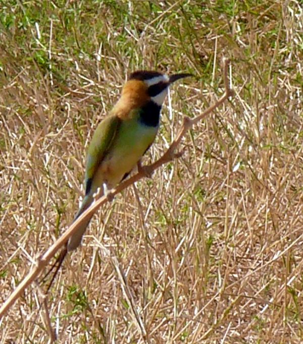 a small bird perched on top of a dead twig