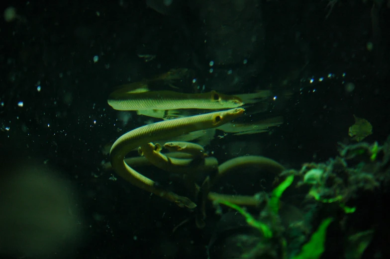 a small group of plants growing in water