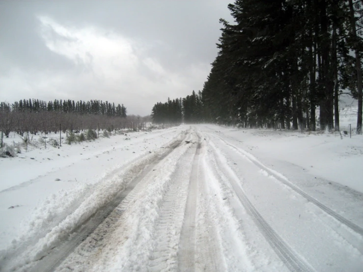 a snowy road lined with trees during a cloudy day