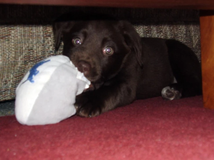a dark dog is playing with a white toy