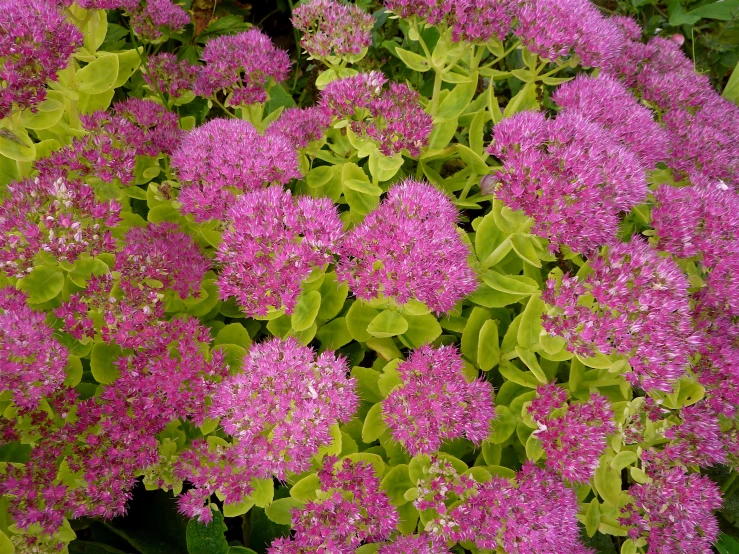 very small pink flowers are blooming on the ground