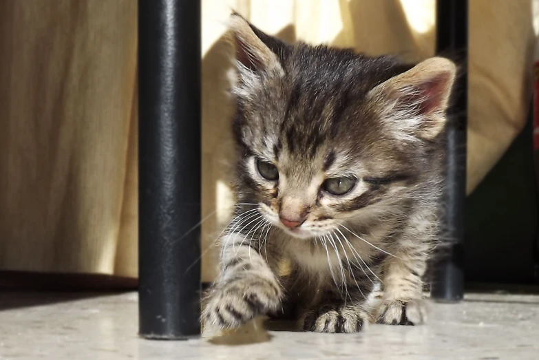 a small kitten walking on top of a tile floor