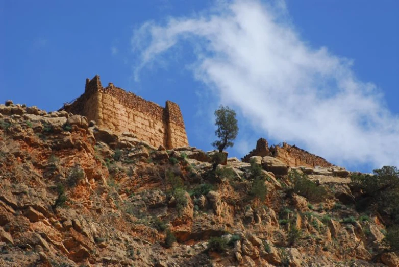 a small tree is growing at the top of a cliff