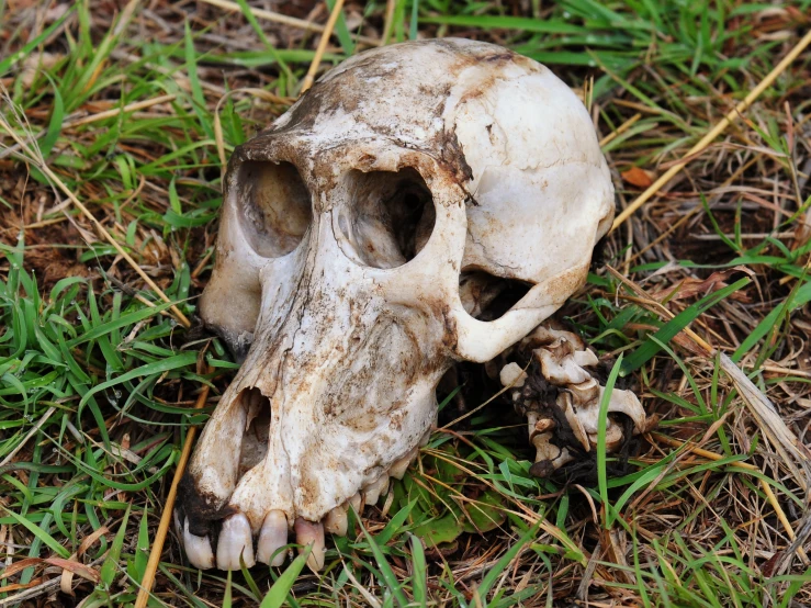 a small white animal skull laying in the grass