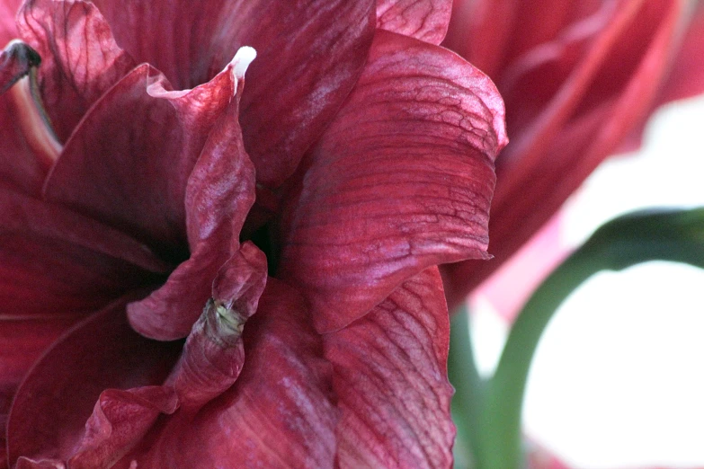 a pink flower with some water drops on it