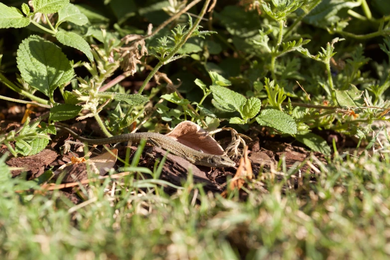 a little lizard sitting on a patch of grass