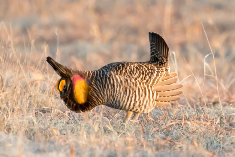 a bird with very colorful feathers standing in the grass