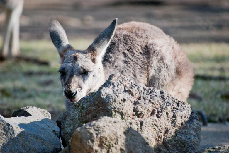 a kangaroo that is standing next to some rocks