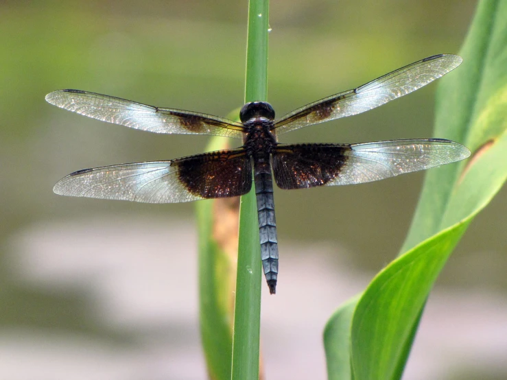 the two dragonflys are resting on green stems