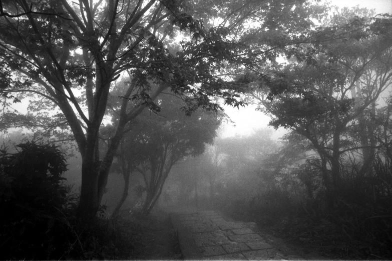 a black and white po of fog and trees