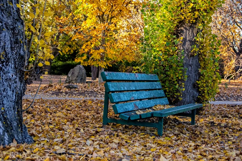 green park bench in front of trees with leaves on the ground