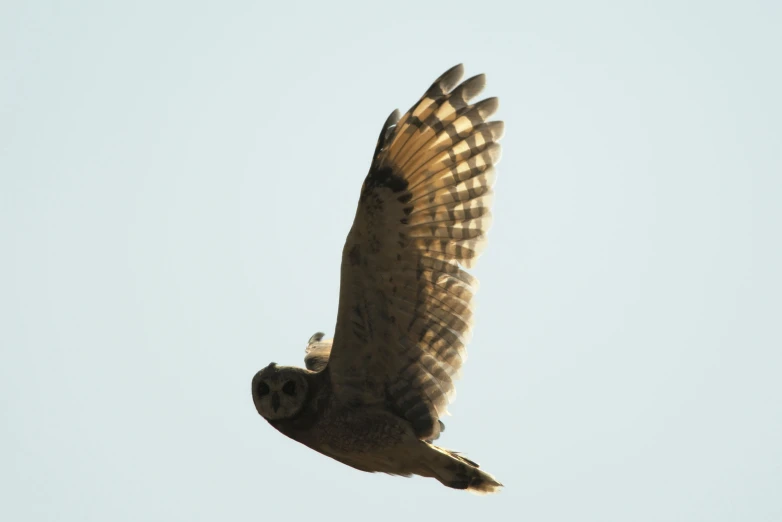 an owl flying in the sky looking back