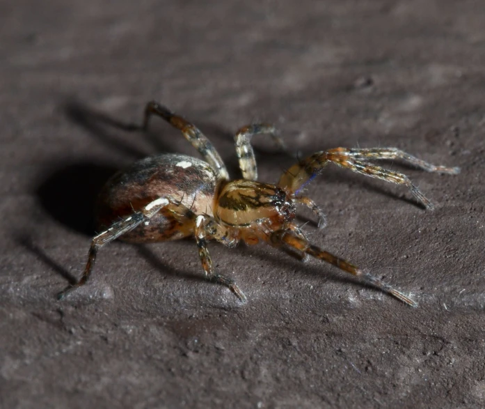 an image of a spider that is in the dark